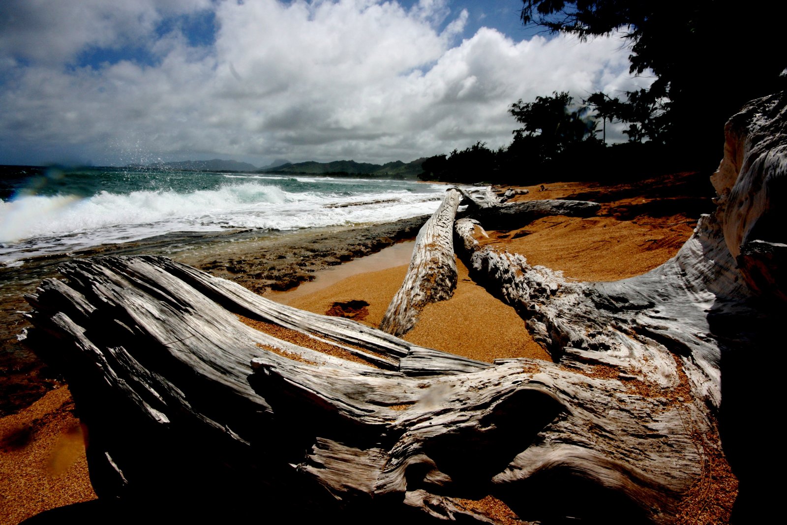 Driftwood and waves on a Hawaiian coast.